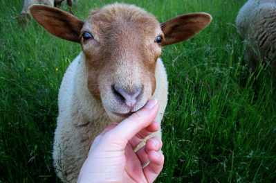 Schafe erkennen Freunde, auch Menschen