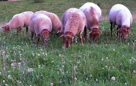 Schafe kennen und vertrauen einander