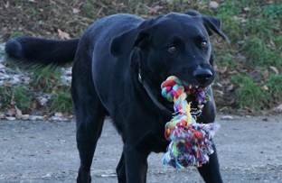Manche Hunde verteidigen ihr Spielzeug mit vollem Ernst.